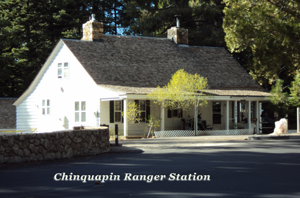 Chinquapin — illustration